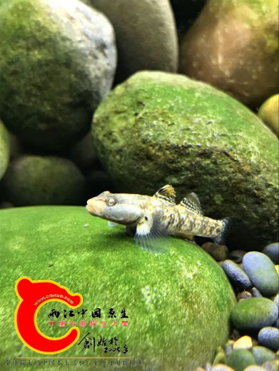 我是白面