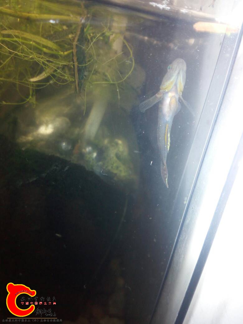 201035f3kq07ok73toun0w.jpg