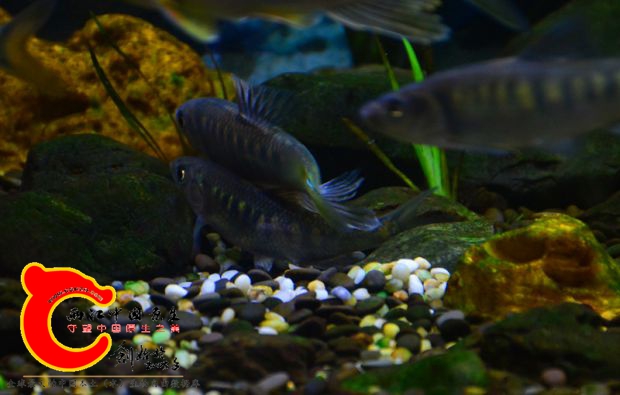 DSC_2657.JPG