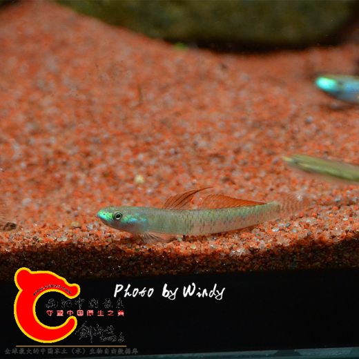 DSC_4606_副本.jpg