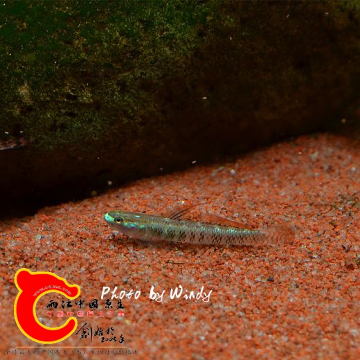 DSC_4608_副本.jpg