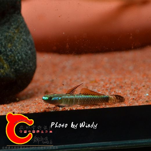 DSC_4612_副本.jpg