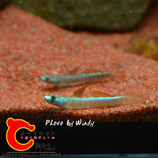DSC_4615_副本.jpg