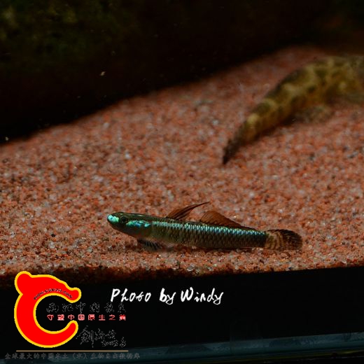 DSC_4616_副本.jpg