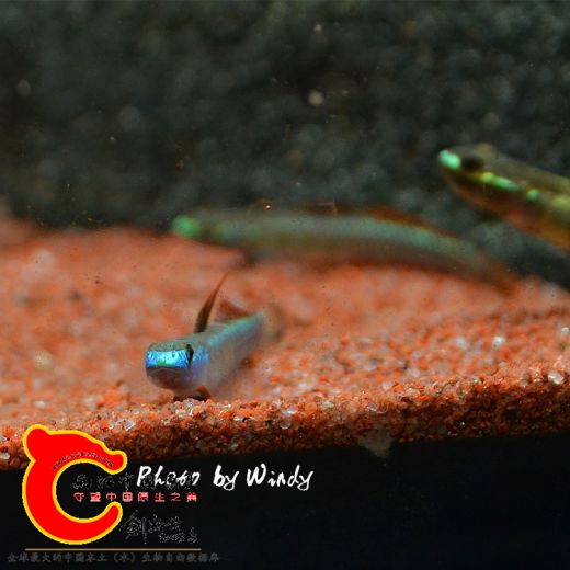 DSC_4618_副本.jpg