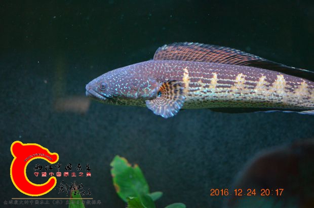 DSC_0185.jpg
