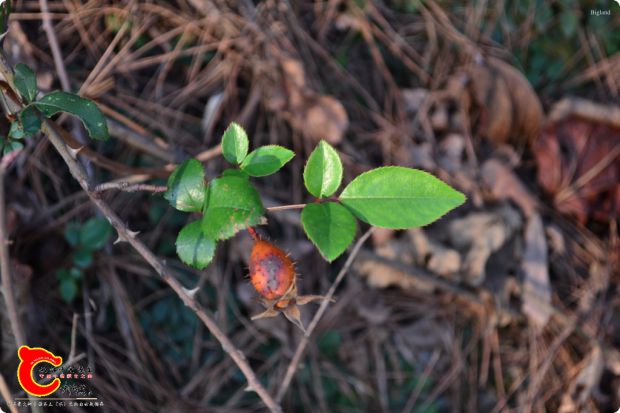 conew_2017-01-25 15-55-31.jpg