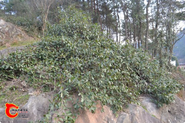 conew_2017-01-25 17-25-28.jpg