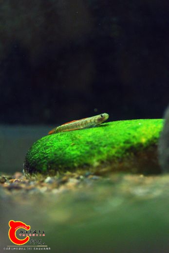 IMG_4747_副本.jpg