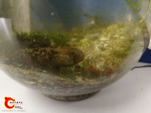 截至今天还没死，就是笨，蝌蚪游到嘴边都捉不到
