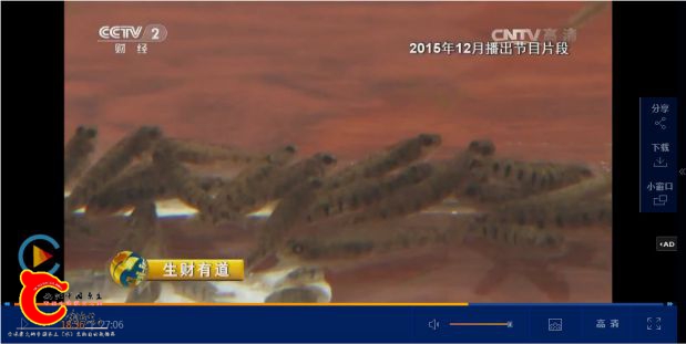 东至县麦鱼-04.jpg
