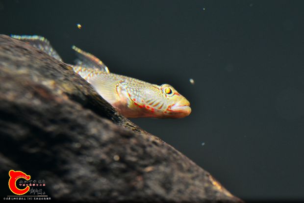 DSC_0723_副本_调整大小.jpg