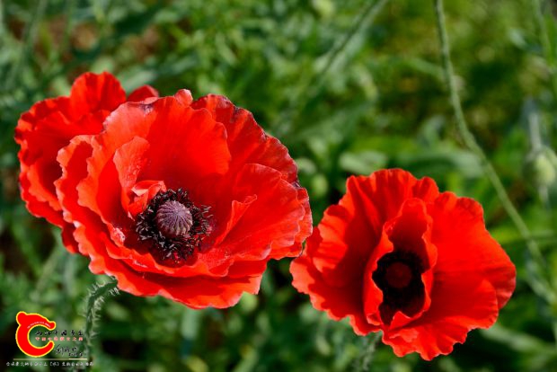 DSC_6120_2017_04_28_155711.JPG