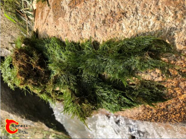 这莫丝跟我家狗的被毛有一拼