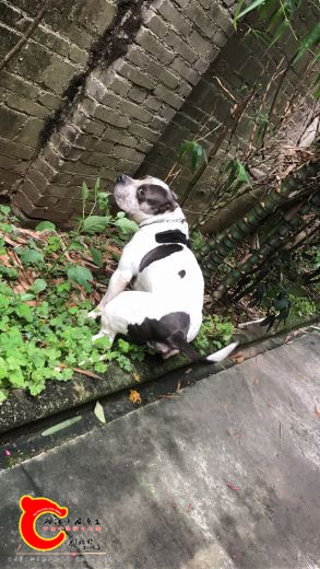 最后王二狗镇贴