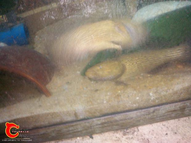 2条沙塘鳢打架了