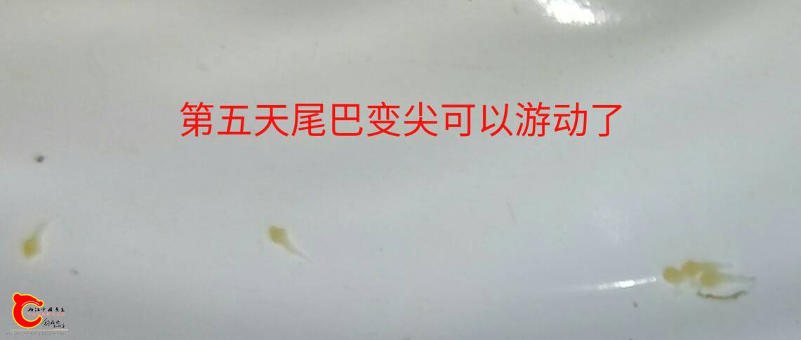 092942smn4b7brp2pp27xz.jpg