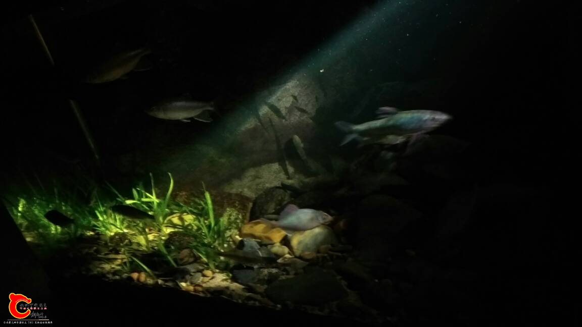 184433f9zoo6vm58v0v339.jpg