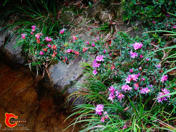 DSC04237.JPG
