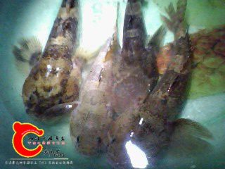 髭鰕虎鱼4.jpg