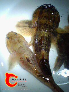 髭鰕虎鱼9.jpg