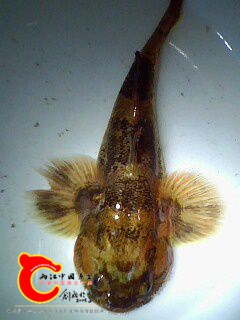 髭鰕虎鱼8.jpg