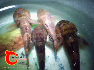 髭鰕虎鱼2.jpg