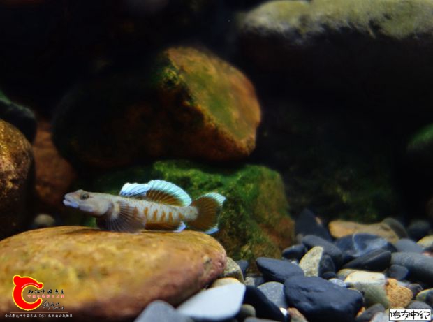 DSC08691_副本_副本_副本.jpg