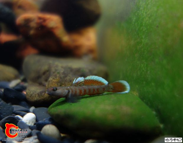 DSC08790_副本_副本.jpg