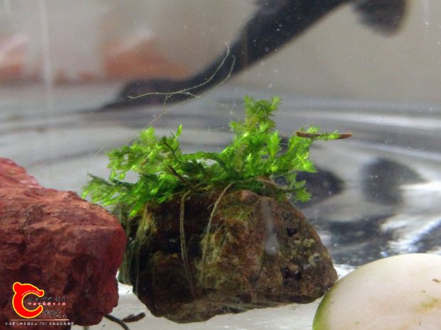 那个绿色头发丝一样的是啥