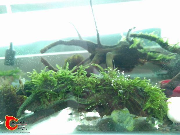 白天沉木上的松茸会挤出气泡