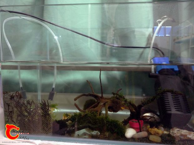 专门用来养草的缸