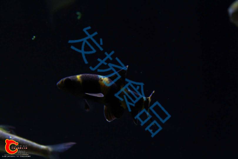 180032cncnnjjb49c5pafc.jpg