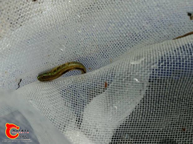 剛採集到的黑鰭公魚