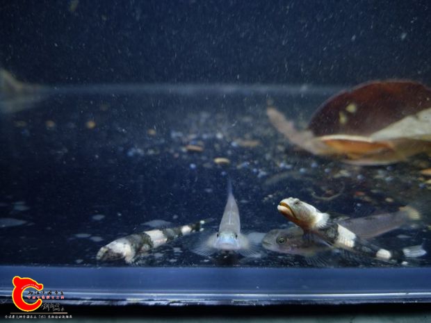 這次採集的寬帶裸身蝦虎比以往採集的都大了許多，中間那隻則是這次採集到的藍肚韌蝦虎