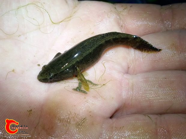 塘鱧也非目標魚種拍完照也是現場放回