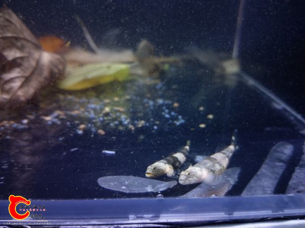 寬待裸身與羅氏裸身