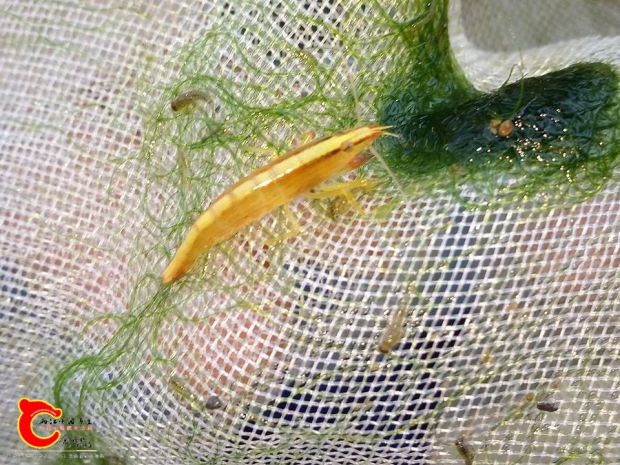 附刺擬匙指蝦的幼蝦