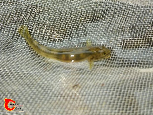 讓人有點頭疼的美麗小惡魔~微笑黃瓜