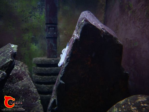 拍得有點白的藍肚韌