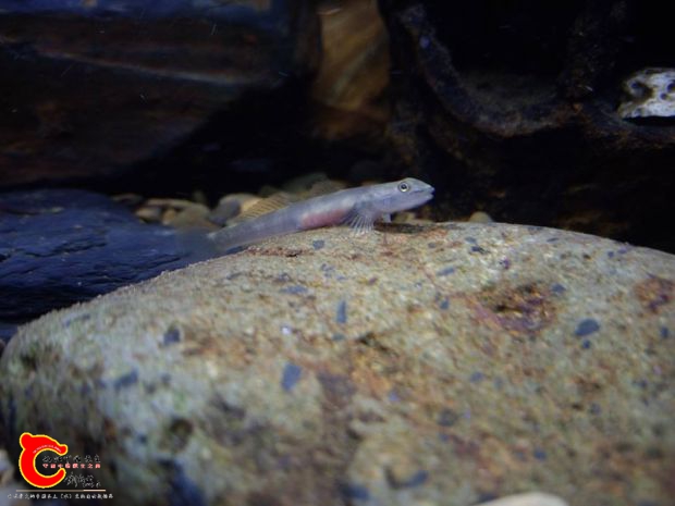 美麗的小惡魔~微笑黃瓜