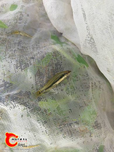 找了2年今天總算碰上的~擬鯉短塘鱧