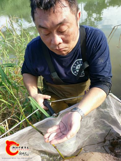 不知名的小鈀也陸續上來了