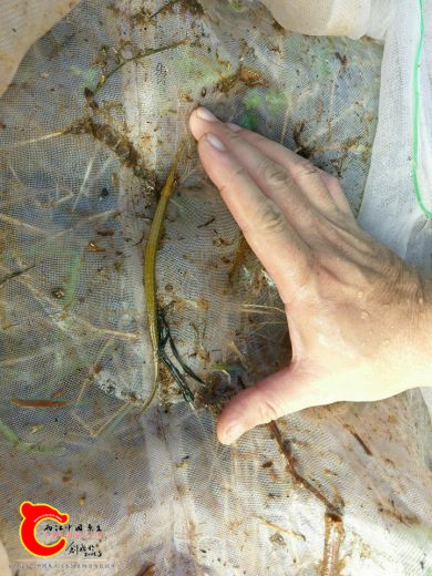 短尾海龍的大小