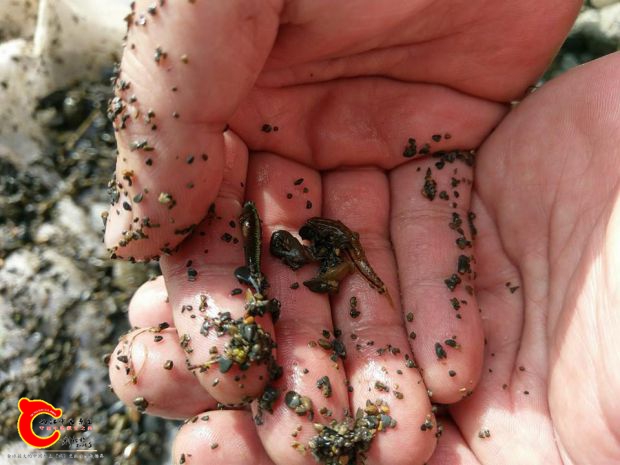 河口行結束了還是得趕緊完成魚友的任務採集紫身枝枒的公母魚