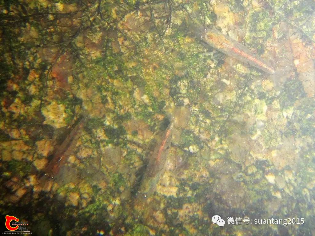 114022xsaze0ibs86117sy.jpg