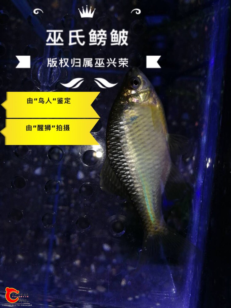 011858e0rm0bb4m8msr08v.jpg