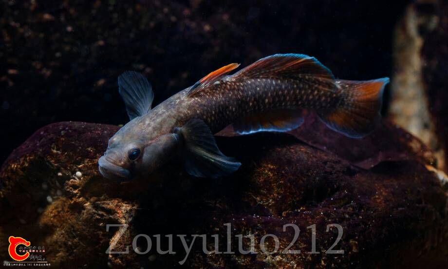 121427otaavonon22nk2hn.jpg