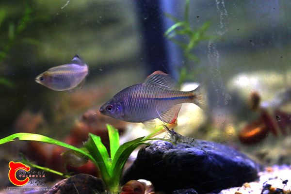 有人说是方式，但是根据分析更像高杂济南