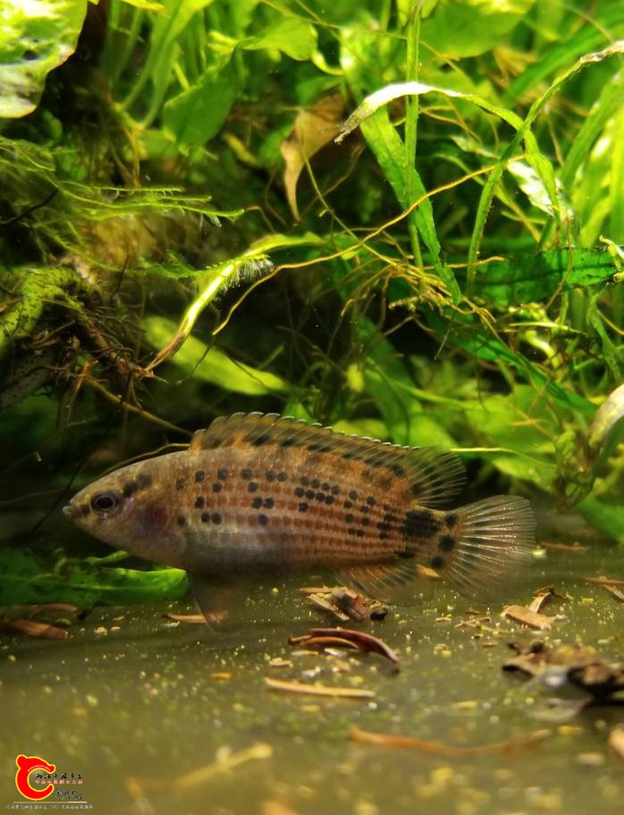 225622qpat3wewh5wkkakn.jpg